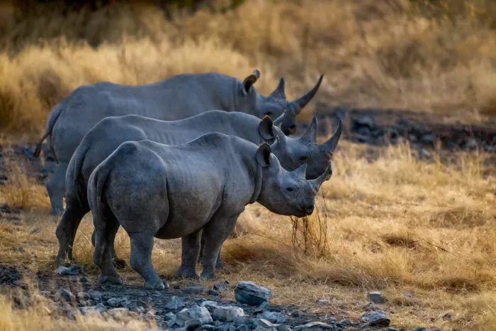 W, Joanna: Rinoceronti bianchi - Namibia