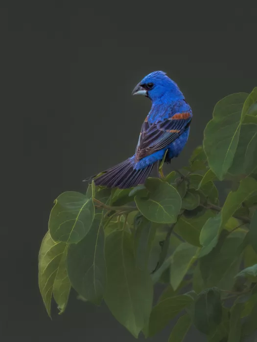 Z, Leechee: Picogordo azul