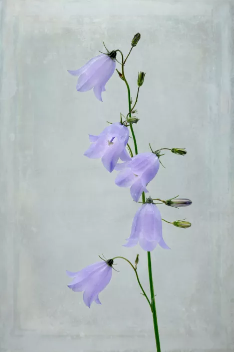 Lennartsson, Johan: Blaue Glockenblumen