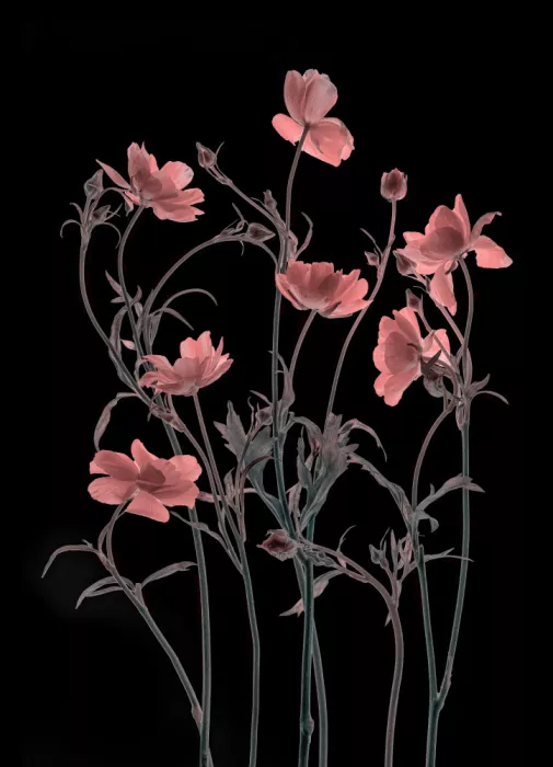 Ji, Shirley: Fiori