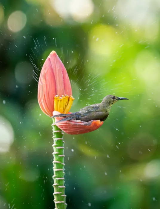 Truong, Van Tran: Sonnenvogel badet auf Bananenblüte