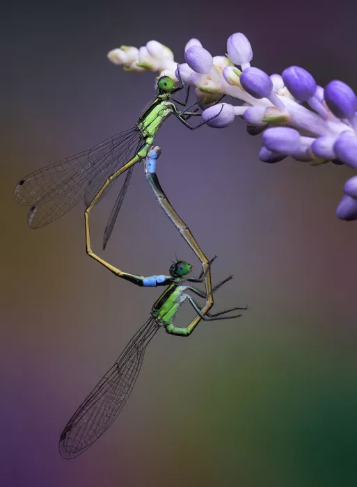 Summer2016: Demoiselles heureuses