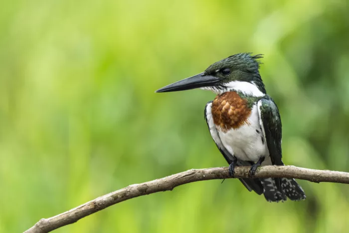 Curto, Jose: Amazonas-Eisvogel