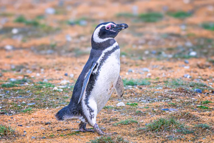 Sink, C. Jeffrey: Ein glücklicher Pinguin