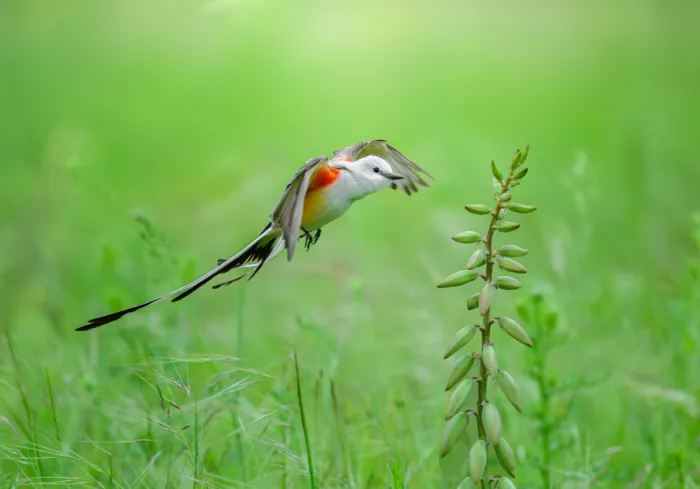 He, Mike: Scherenschwanz-Fliegenschnäpper