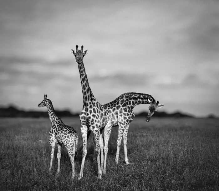 B, Sophie: Fotografía familiar de jirafas