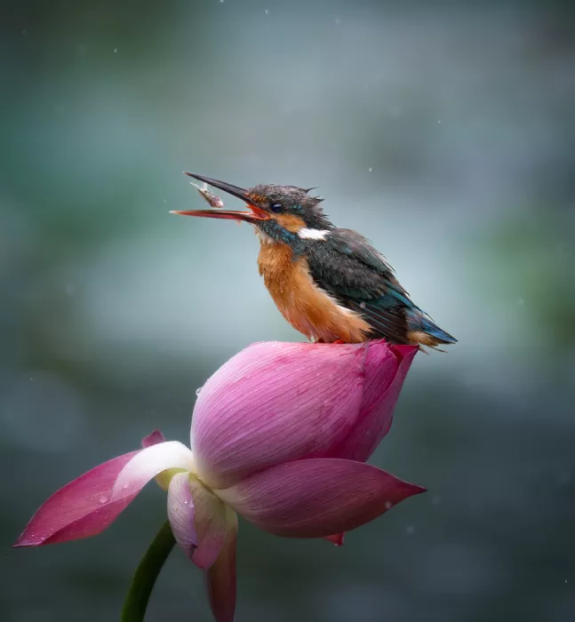 Yezimao: Lotos, Leichtregen, Eisvogel und Fisch