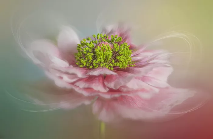 Jacobs, Lydia: Bezaubernde Mohnblume