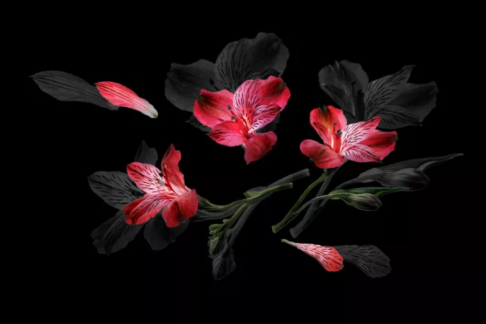 Ji, Shirley: Fiori