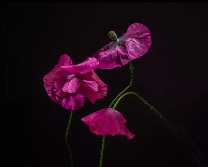 Holmström, Katarina: Mohn
