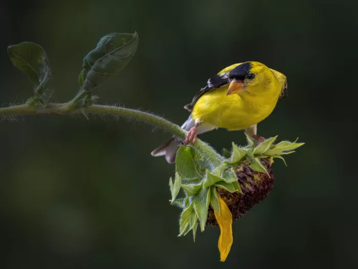 Z, Leechee: Equilibrio en flor