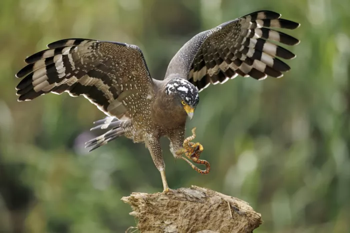 Lam, Gavin: Águila Serpiente Crestada