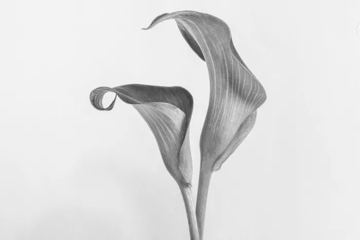 Zhang, Lisa: Calla-Lilien-Blüten