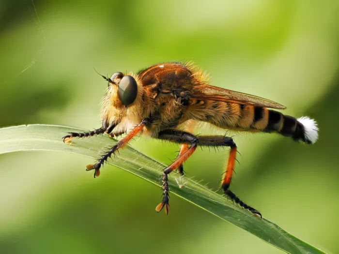 Hirai, Takiko: The strongest insect