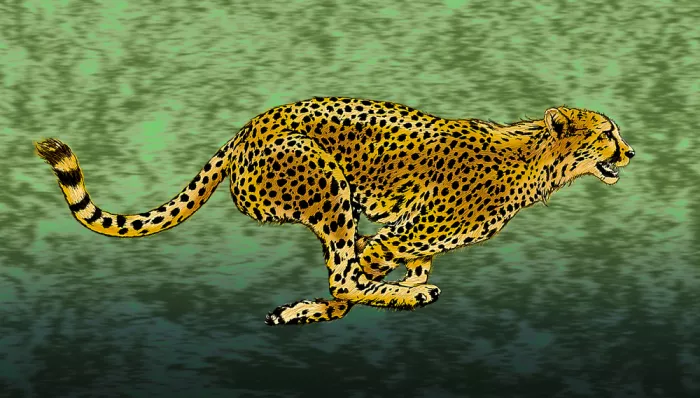 Kaminski, Carlo: Guépard en plein sprint