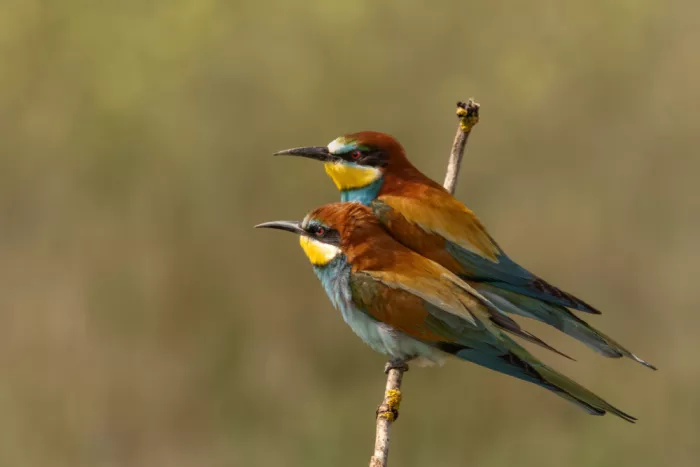 Haenen, Jeke: Sin título