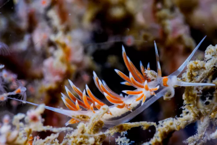 nabejizo: Cratena sp, nudibranchus s jemnou krásou