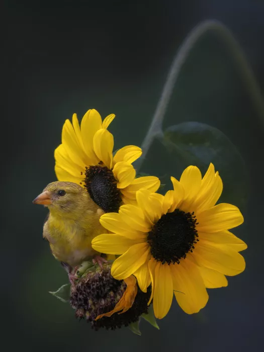 Z, Leechee: Pétalos y plumaje