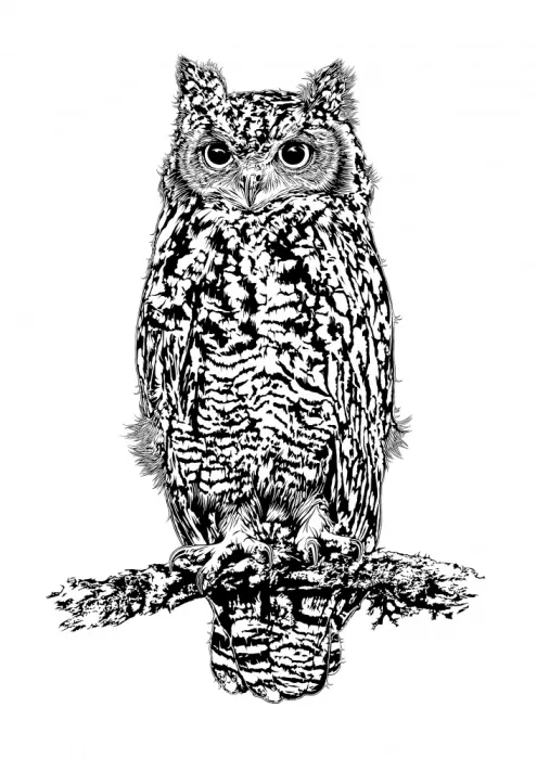Kaminski, Carlo: Hibou tachetté en noir