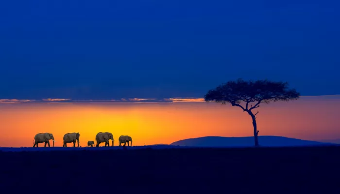 Zeng, Jiahong: Elefanti e Albero Kenya