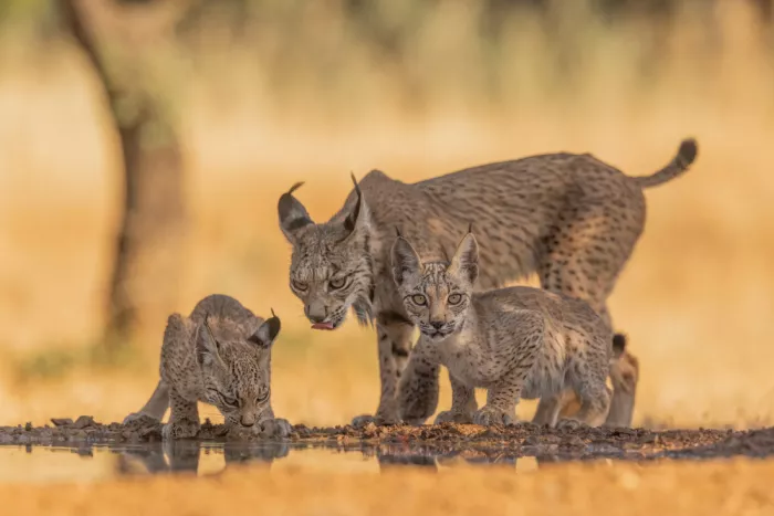 Wang, Max: Die Lynx-Familie