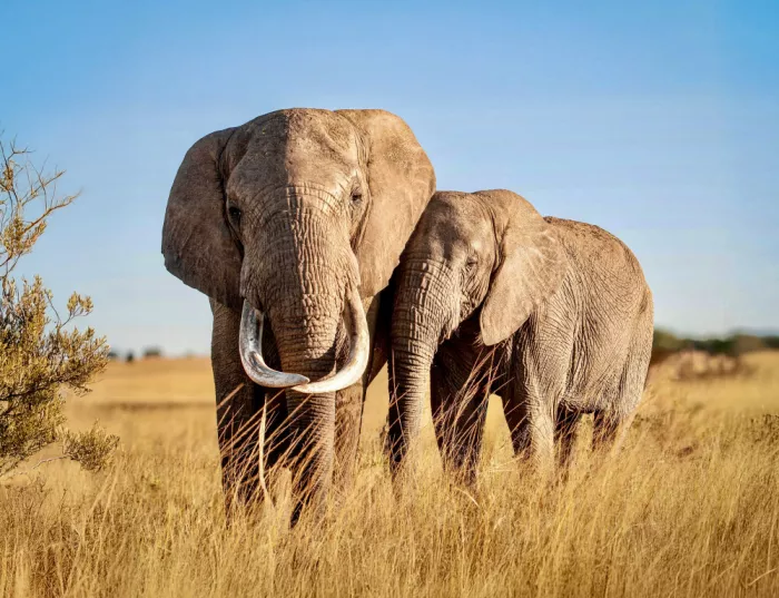 B, Sophie: Amor entre elefantes, Zimbabue