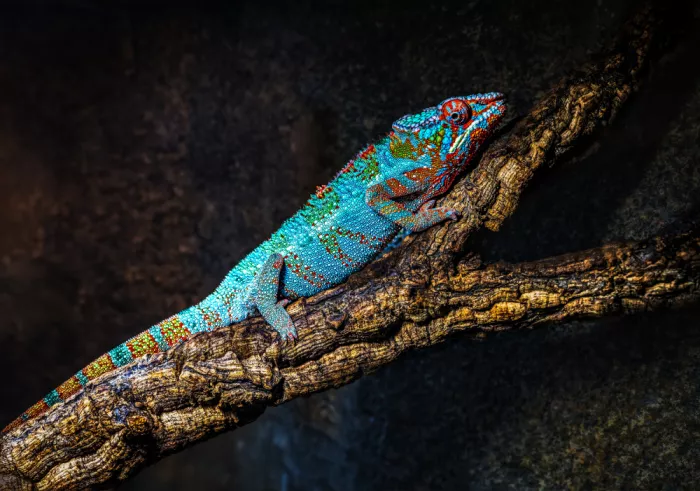 Ras, Abu Ali: Barevný chameleon panterský odpočívající na větvi stromu