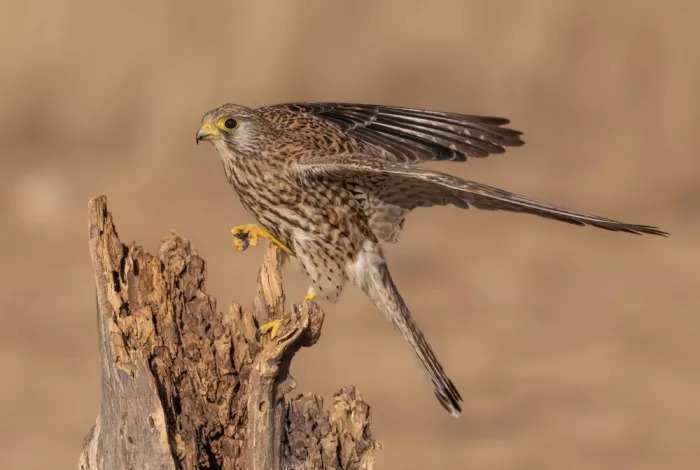Procaccia, Itamar: Turmfalke Weibchen