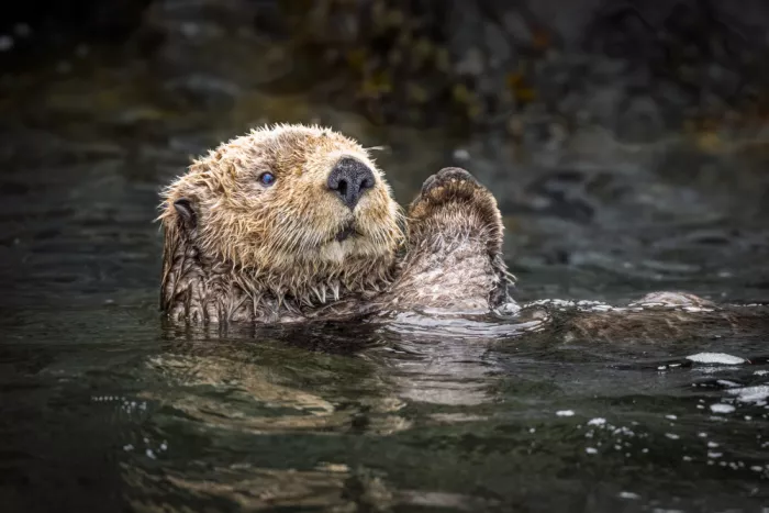 Sink, C. Jeffrey: Niedlichkeit personifiziert - Alaskan Otter