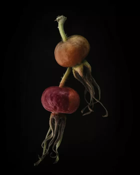 Grønkjær, Lotte: Bacche di rosa canina