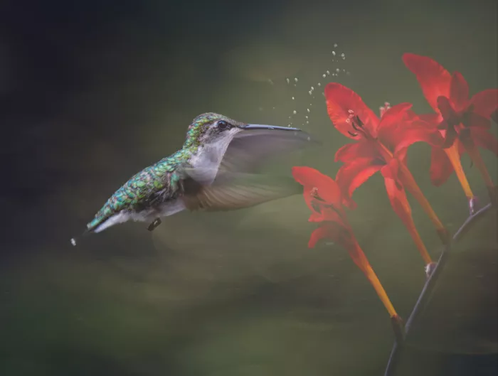 Zhong, John-Mei: Colibri