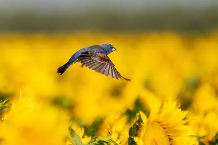 Lipinghu: Flug über die Blumenfelder
