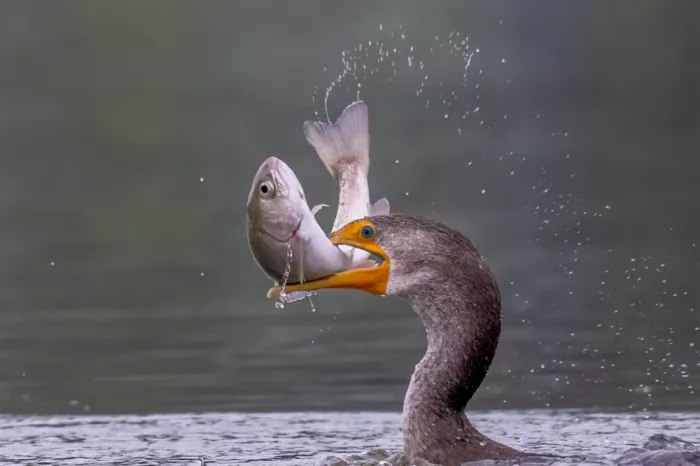 Lipinghu: Wasser-Akrobatik