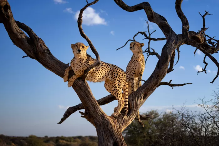 W, Joanna: Ghepardi - Namibia