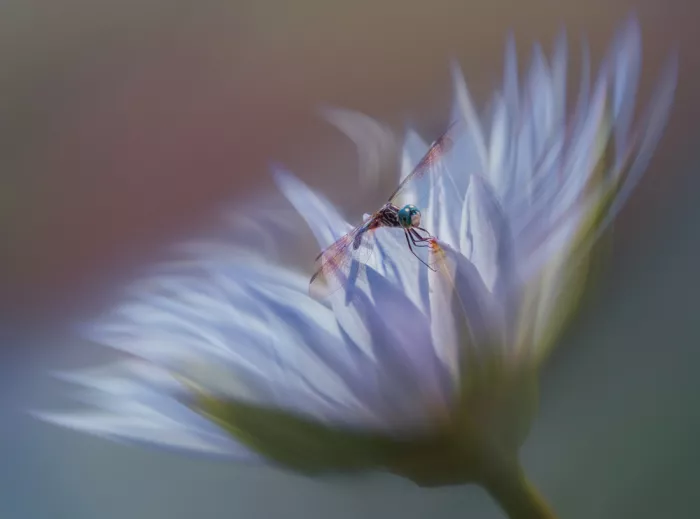 Xu, Wei: Où les ailes rencontrent la fleur