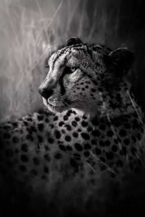 Khataw, Ali: The Gaze