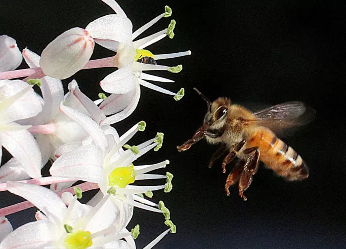 Riza, Aliza: Bee buzz