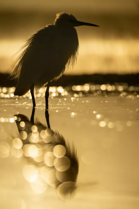 Felici, Massimo: Goldene Stunde