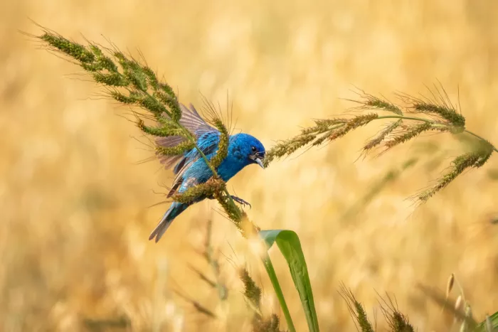Zhou, Steven: El Festín de un Pájaro Cantor 2