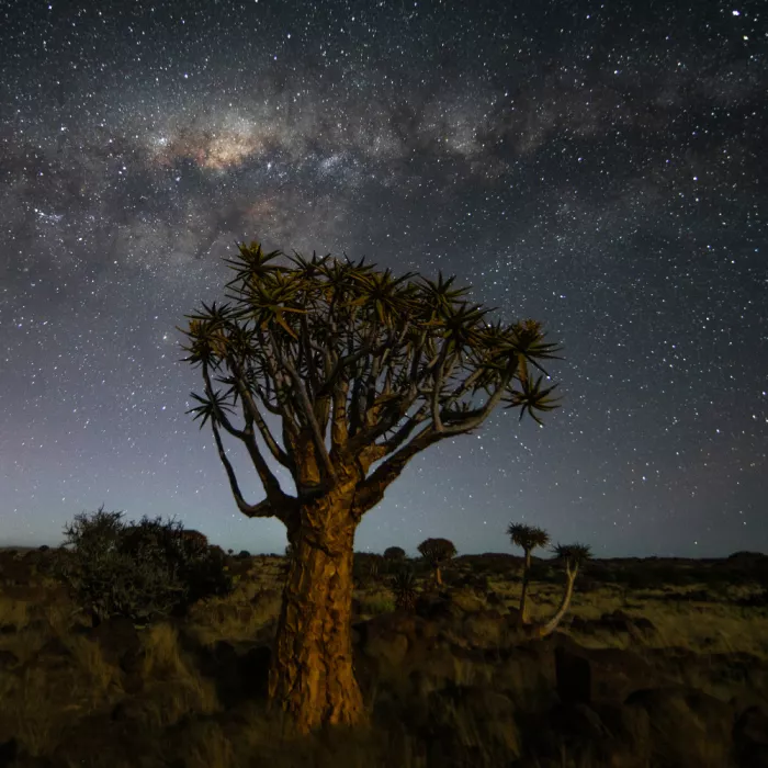 UU: Albero turcasso della Namibia