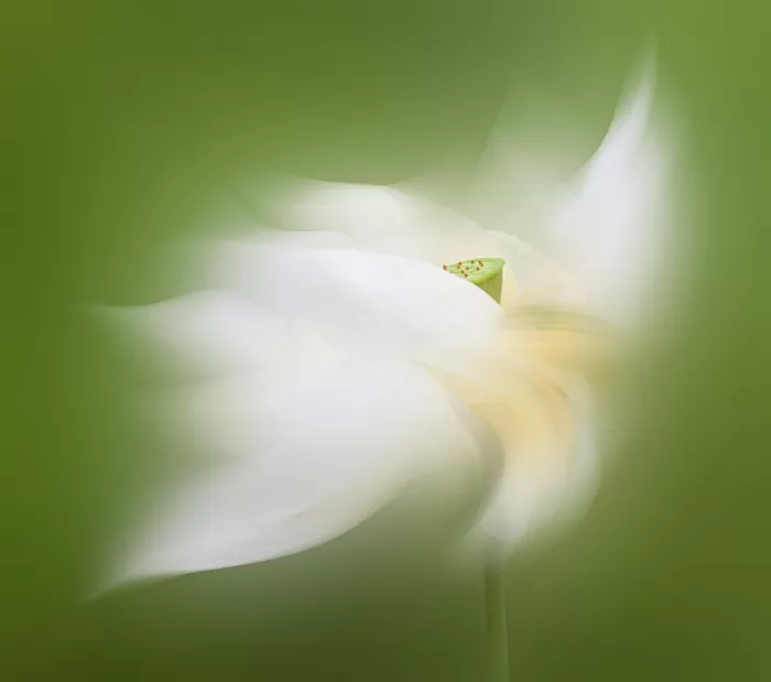 Guo, Liwen: Fiore di Loto
