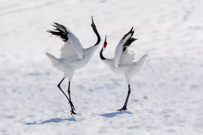 Zhang, ZY: Danza in armonia