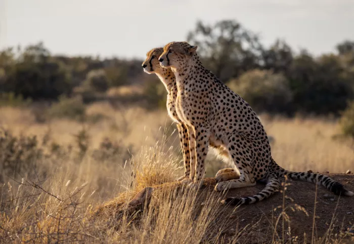 W, Joanna: Ghepardi - Namibia