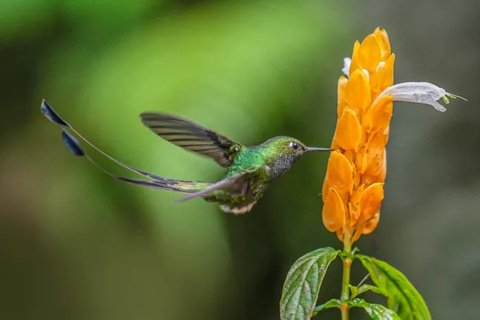Qin, Xuemei: Wenn Blüten rufen, fliegen Herzen