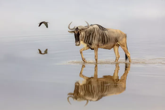Lester, D Linda: Lo Gnu