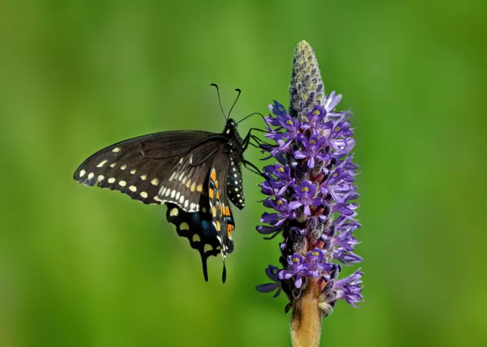 Gagnon, Lucie: Wings Over the Pickerel Blooms