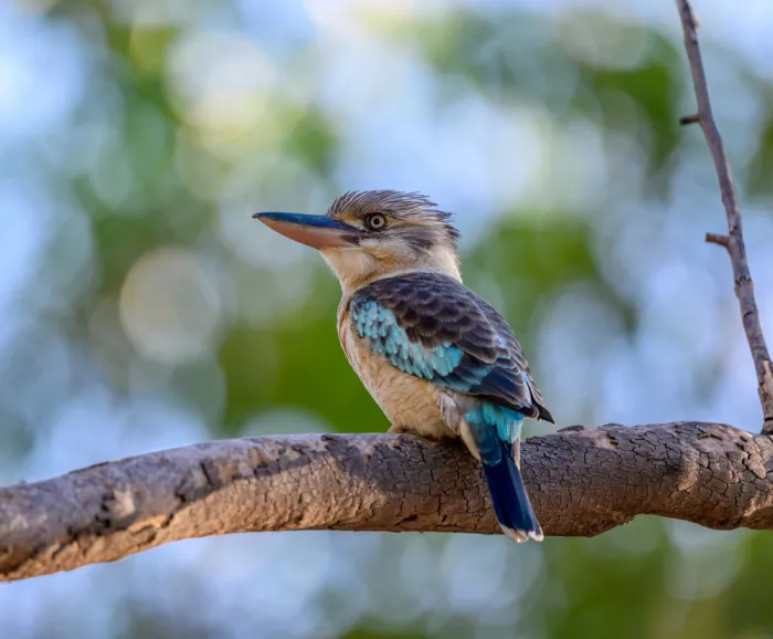 Yu, Zhen James: Blauflügeliger lachender Eisvogel