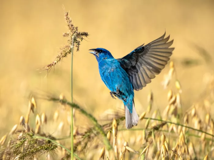 Zhou, Steven: Eleganza blu tra i grani dorati