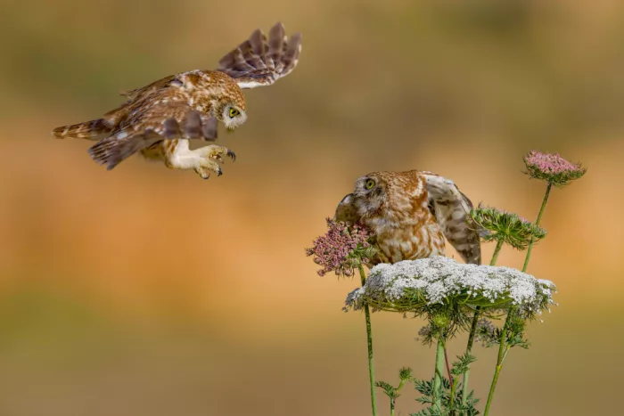 Manusevich, David: Kampf um die Blume