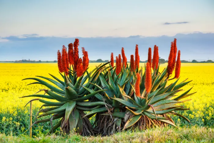 Steenkamp, Etienne: Aloe in un campo di colza